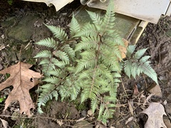 Athyrium niponicum