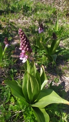Orchis purpurea
