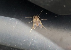 Psectrotanypus dyari