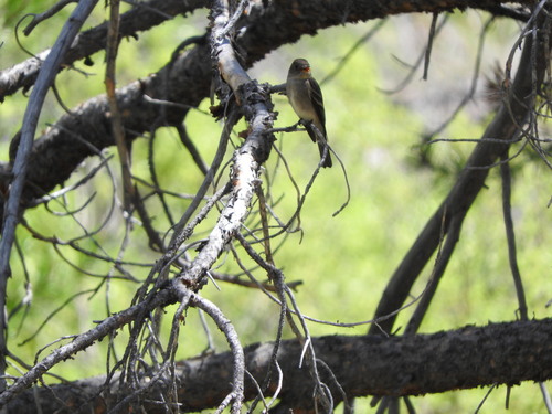iNaturalist observation photo of Western Wood-Pewee