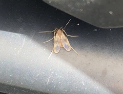 Psectrotanypus dyari