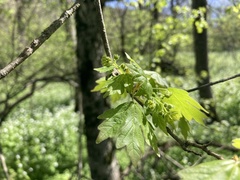 Acer hyrcanum