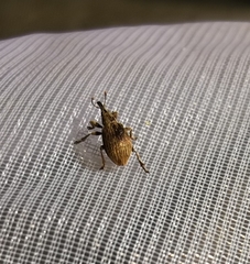 Trichopterapion holosericeum