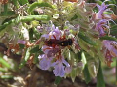 Nomada