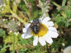 Tachinidae