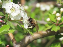 Andrena