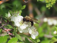 Andrena