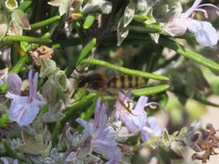 Nomada