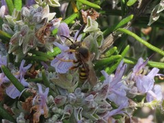 Nomada