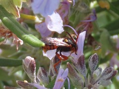 Nomada