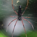 Araña Ocre de Kuhl - Photo (c) Tan Kok Hui, algunos derechos reservados (CC BY-NC), subido por Tan Kok Hui