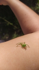 Micrommata virescens