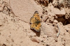 Chlosyne acastus