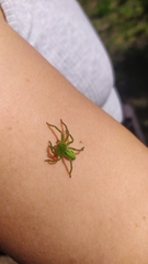 Micrommata virescens