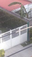 Turdus rufopalliatus