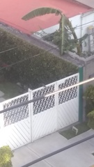 Turdus rufopalliatus