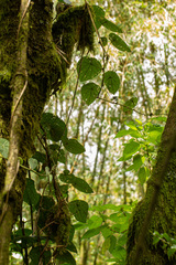 Stephania abyssinica