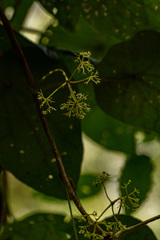 Stephania abyssinica