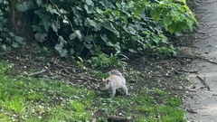 Sciurus carolinensis