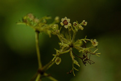 Stephania abyssinica