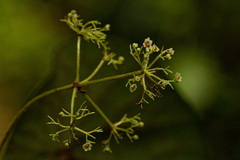 Stephania abyssinica