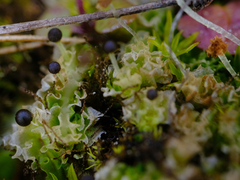 Fossombronia longiseta