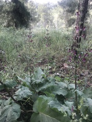 Salvia hierosolymitana hierosolymitana