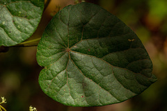 Stephania abyssinica