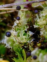 Fossombronia longiseta