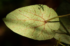 Stephania abyssinica