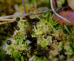 Fossombronia longiseta