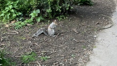 Sciurus carolinensis