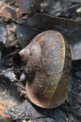 Cyclophorus perdix