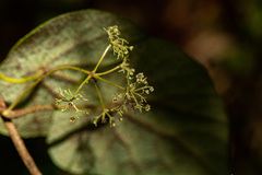 Stephania abyssinica