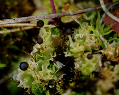 Fossombronia longiseta
