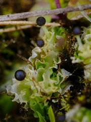 Fossombronia longiseta