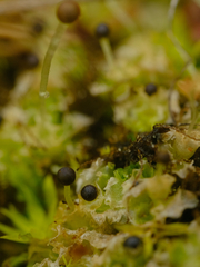 Fossombronia longiseta