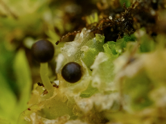 Fossombronia longiseta