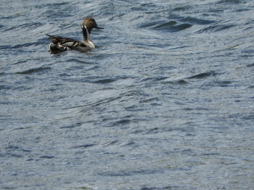 iNaturalist observation photo of Northern Pintail