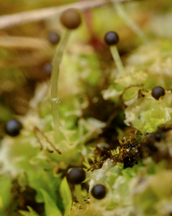 Fossombronia longiseta