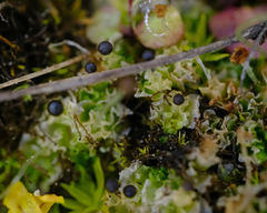 Fossombronia longiseta