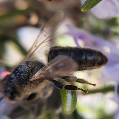 Apis mellifera