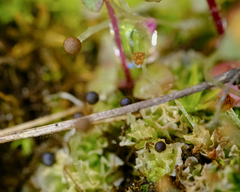 Fossombronia longiseta