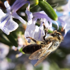 Apis mellifera
