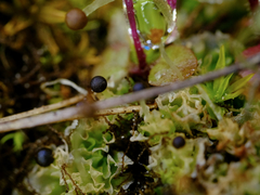 Fossombronia longiseta