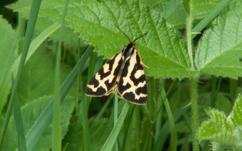 Arctia plantaginis