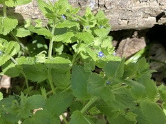 Veronica crista-galli