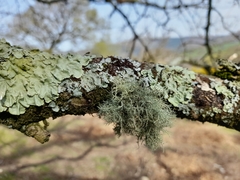 Usnea flammea