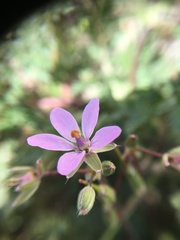 Erodium cicutarium