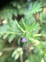 Erodium cicutarium
